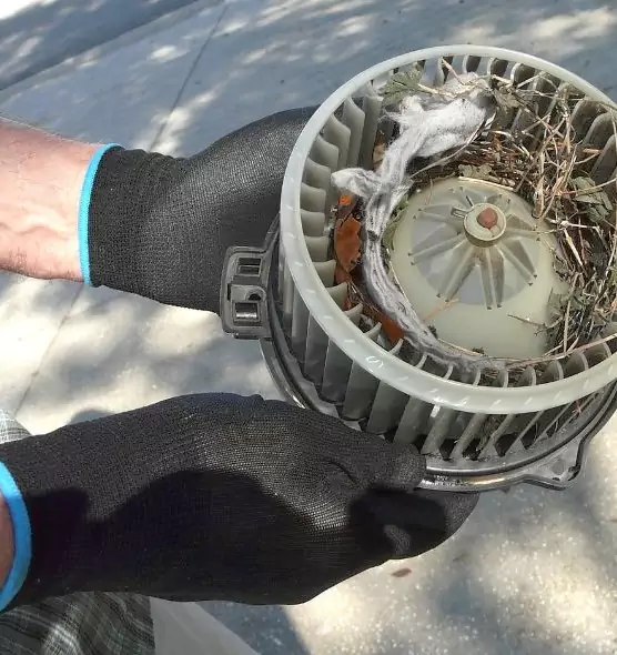 About Air Duct Mice Removal in Mount Pleasant, SC